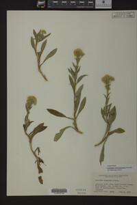 Solidago missouriensis image