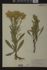 Solidago missouriensis image