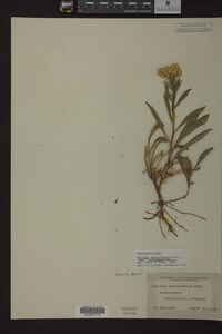 Image Associated With the Occurrence