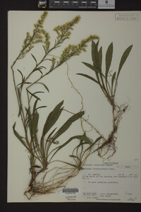 Solidago missouriensis image