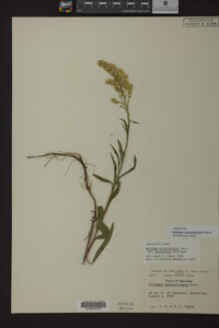 Solidago missouriensis image