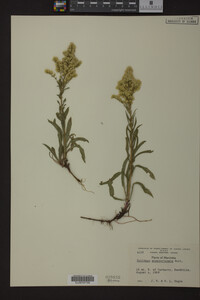 Solidago missouriensis image