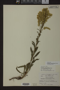 Solidago missouriensis image