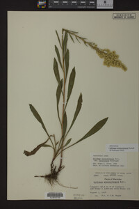 Solidago missouriensis image