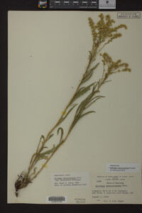 Solidago missouriensis image