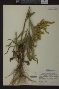 Solidago missouriensis image