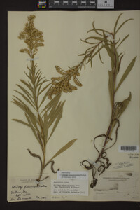 Solidago missouriensis image