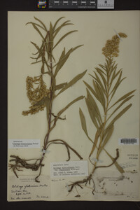 Solidago missouriensis image
