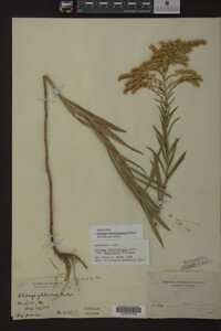Solidago missouriensis image