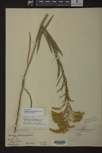 Solidago missouriensis image