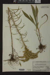 Solidago missouriensis image