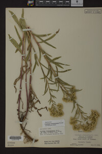 Solidago missouriensis image