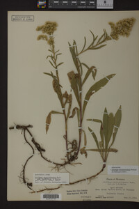 Solidago missouriensis image