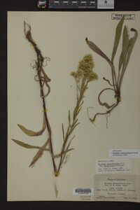 Solidago missouriensis image