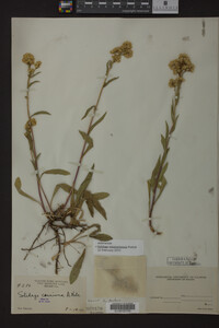 Solidago missouriensis image
