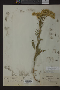 Solidago missouriensis image