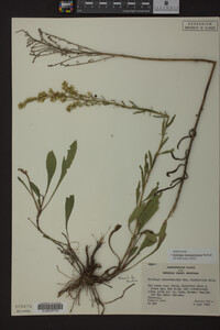 Solidago missouriensis image
