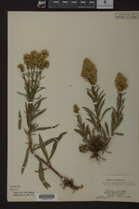 Solidago missouriensis image