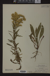 Solidago missouriensis image