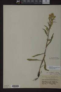 Solidago missouriensis image