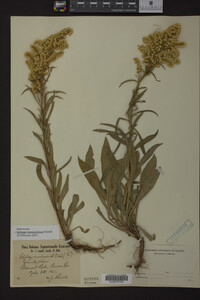 Solidago missouriensis image