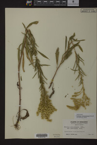 Solidago missouriensis image