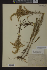 Solidago missouriensis image