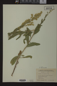 Solidago missouriensis image