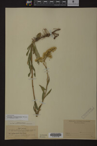 Solidago missouriensis image
