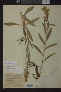 Solidago missouriensis image