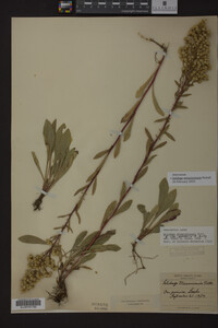 Solidago missouriensis image