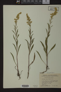 Solidago missouriensis image