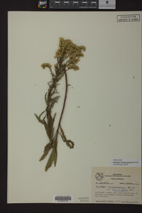 Solidago missouriensis image