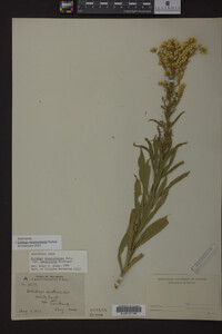 Solidago missouriensis image