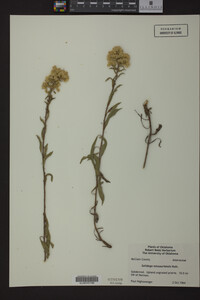 Solidago missouriensis image