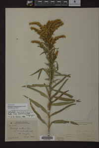 Solidago missouriensis image