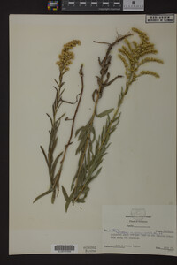 Solidago missouriensis image