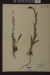 Solidago missouriensis image