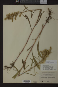 Solidago missouriensis image