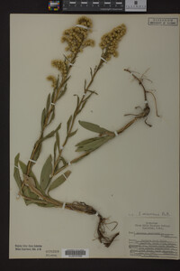 Solidago missouriensis image