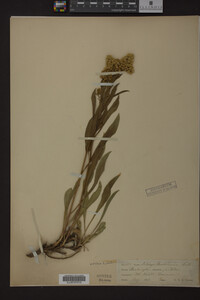 Solidago missouriensis image