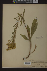 Solidago missouriensis image
