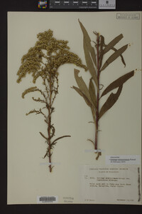 Solidago missouriensis image