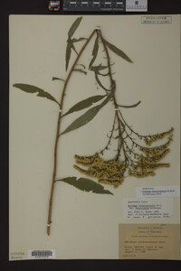 Solidago missouriensis image