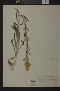 Solidago missouriensis image