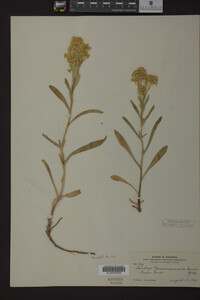 Solidago missouriensis image