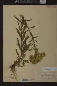 Solidago missouriensis image