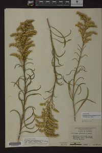 Solidago missouriensis image