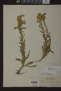 Solidago missouriensis image
