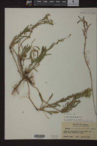 Solidago missouriensis image